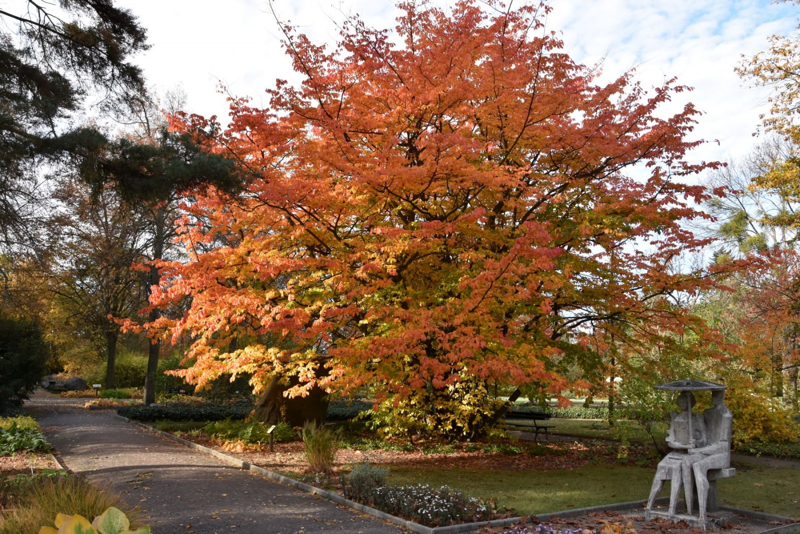 Dział Dendrologii. Parocja perska Parrotia persica (DC.) C. A. Mey