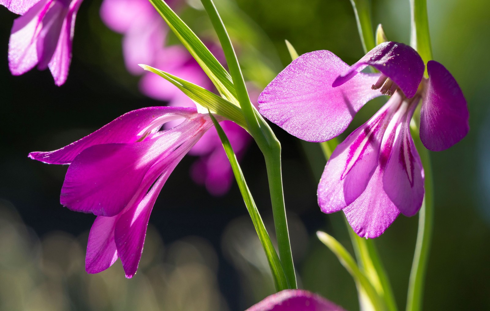 Dział Roślin Rzadkich i Zagrożonych. Mieczyk błotny Gladiolus paluster Gaudin